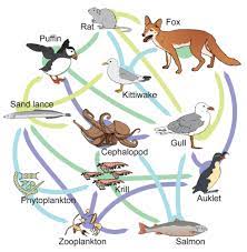 Give an example of an ecological niche of a beaver and a honeybee. Food Chains And Food Webs Advanced Ck 12 Foundation