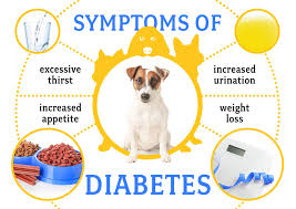 Dog diabetes however, is different. The 5 Best Diabetic Dog Treats 2021 Doggiefetch