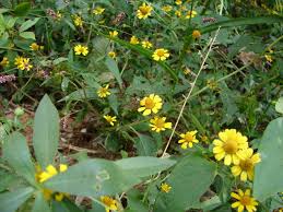 Image result for Spilanthes