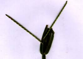 Image result for Paspalum conjugatum