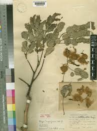 Image result for Albizia tanganyicensis