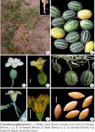 Image result for Cucumis prophetarum