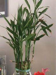 Lucky Bamboo Dracaena Sanderiana This Appears To Be A Lucky Bamboo An Easy Care Houseplant That Isn T A Bamboo A Bamboo Plants House Plants Lucky Bamboo