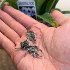 Image result for Saintpauliopsis