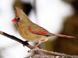 The other side consists of coloring found in female cardinals. Northern Cardinal Identification All About Birds Cornell Lab Of Ornithology