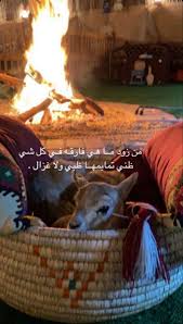 pin on اشعار وحركات