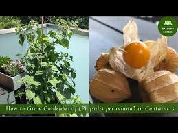 Image result for Physalis peruviana