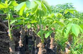 Cara Gambar Pohon Singkong Panduan Lengkap Budidaya Singkong Yang Baik Dan Benar Kabartani Cara Mencabut Pohon Singkong Youtub Menggambar Pohon Tanaman Pohon