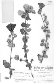 Image result for Hibiscus panduriformis