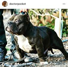 American Pocket Rocket Bully Short In Stature Gigantic In Strength Bully Dog American Bully Pocket Pocket Bully