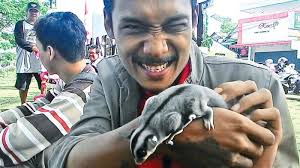 Sugar Glider Hewan Khas Papua Berbulu Lembut Menggemaskan Tribun Jateng