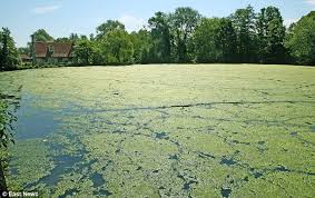 A combination of water lilies and marginal plants will cut down the amount of sun hitting the pond as it travels across the sky. What Is Filamentous Algae And Why Is It Dangerous To My Pond Mucksuckers