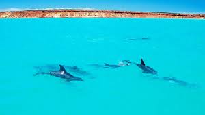 Jun 28, 2020 · hard animal trivia questions and answers. Dolphins Help Those Who Ve Helped Them Before Even When They Re Not Friends Atlas Obscura