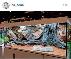 That Moment When Your Aquascaping Game Is Just Too Strong This Would Make An Incredible Terrarium Reptile Terrarium Bearded Dragon Snake Terrarium