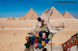 > a yawning camel poses in front of the monumental pyramids at giza. Pin On Blue Sky Travel Egypt Has It All