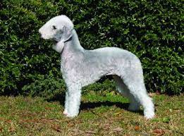 Bedlington Terrier Dog Breed Profile Petfinder