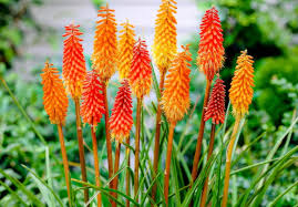 Image result for Kniphofia