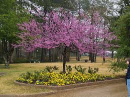 I ordered my rising sun redbud online from another nursery, but am leaving a review here to share how it has developed in its second spring. Redbuds Signal Spring East Texas Gardening