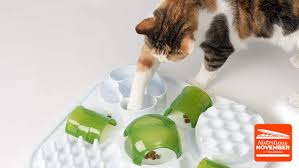 We review & list the best cat slow feeders & slow feed cat bowls to help increase the feeding time and reduce barfing. Nine Reasons To Use A Cat Puzzle Feeder Toy Petsradar