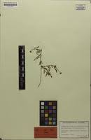 Image result for Limeum sulcatum