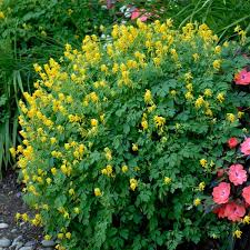 Image result for Corydalis