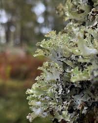 Image result for Scleria foliosa