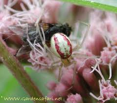 Black And White Striped Spider Texas Candy Stripe Spider Enoplognatha Ovata Spider Creepy Crawlies Candy Stripes