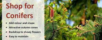 Two places you would not expect to see an abundance of conifers is in tropical regions or any place where woody plants are not common such. Choosing A Conifer When And Where To Plant Jackson S Nurseries