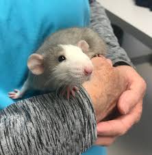 We are committed to promoting responsible pet ownership. Critter Care Animal Hospital