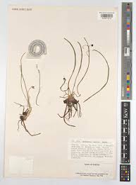 Image result for Trachyandra saltii