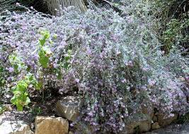 Image result for Indigofera pulchra