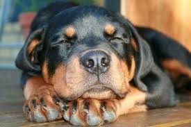 Dyk There Are Limitations Under Your Homeowners Insurance Policy As To What Breeds Of Dogs Are Covered If You Re Rottweiler Lovers Rottweiler Love Rottweiler