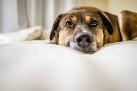 Trazodone use in veterinary medicine. Trazodone For Dogs Great Pet Care