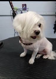 I Asked For The Can I Speak To Your Manager Cute Animals Animals Animal Memes