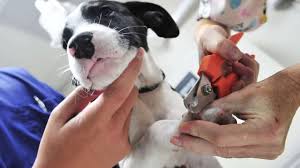 Making small cuts on your puppy's nail gives him time to get used to this grooming procedure as well as gets you used to how short you can cut your little guys'. How Often Should I Trim My Dog S Nails The Dog People By Rover Com