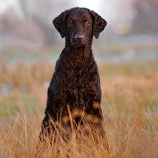 They're pretty slim, so they're able to be agile when hunting. Curly Coated Retriever Everything You Need To Know Pettime