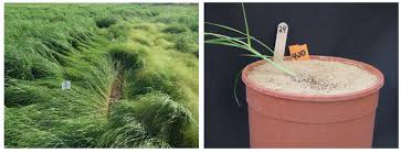 Image result for Eragrostis tef