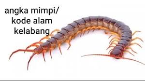 We did not find results for: Angka Mimpi Kode Alam Kelabang Lipan2d Misteriangka Erek2 Kelabang Youtube