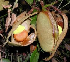 Image result for Schotia brachypetala