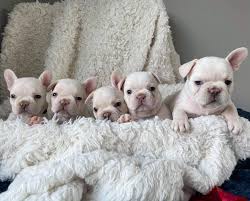 Lilac merle / blue marble eyes price: Lilac Platinum French Bulldog Stud Home Facebook