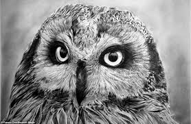 Learn how to draw realistic pictures using these outlines or print just for coloring. 40 Beautiful And Realistic Animal Sketches For Your Inspiration