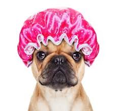 $12.00/hr find the right groomer to fit your needs! 100 Pet Grooming Billings Mt Ideas Pet Grooming Grooming Billings Montana