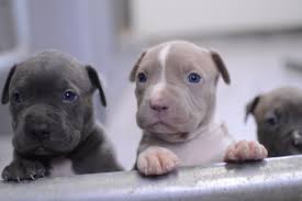 Blue Nose Pitbull Puppies For Sale Blue Pitbull Red Pitbulls Pitbull Puppies Pitbull Puppies For Sale Blue Nose Pitbull Puppies