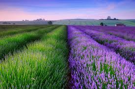 434709 Title Lavender Field Earth Lavender Flowers 1920x1280 Download Hd Wallpaper Wallpapertip Find 34 images that you can add to blogs, websites, or as desktop and phone wallpapers. 434709 title lavender field earth