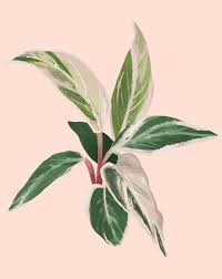 Image result for stromanthe