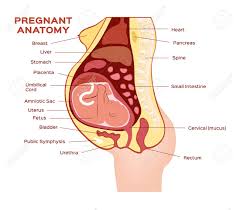 Check spelling or type a new query. Pregnant Woman Anatomy Anatomy Drawing Diagram