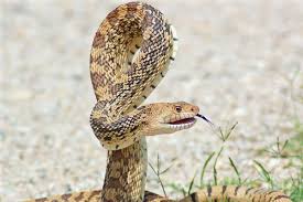 Shipping your new bull snake: Truly Baffling Facts About Bullsnakes Pet Ponder