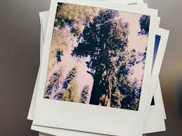 Feel the nostalgia and get the best instant photo with vntg app! Instant Camera Vintage Style Is The Polaroid Now Worth It Review Valerie Valise