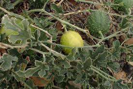 Image result for Cucumis zeyheri