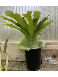 Image result for Platycerium